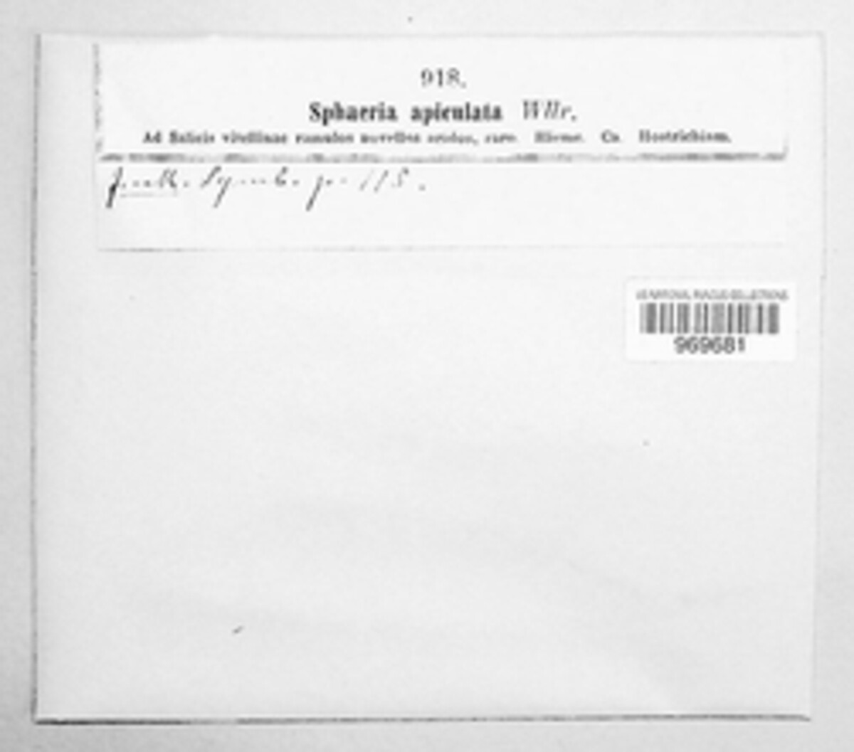 Apiorhynchostoma apiculatum image